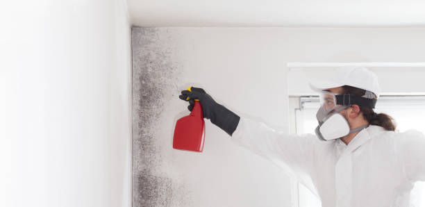 Certified Mold Removal in Surgoinsville, TN