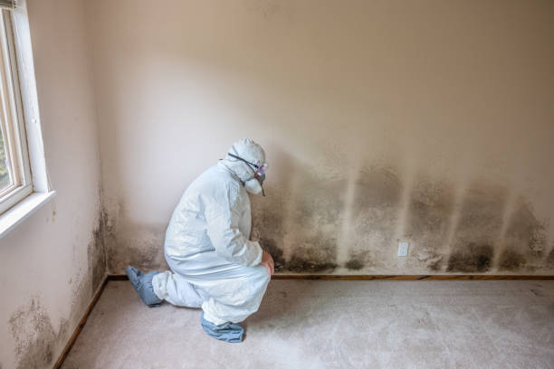 Best Local Mold Removal Service  in Surgoinsville, TN